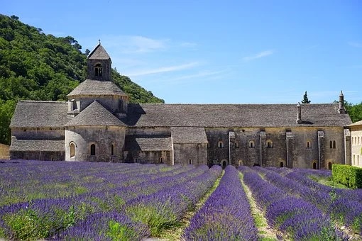 Lavendel